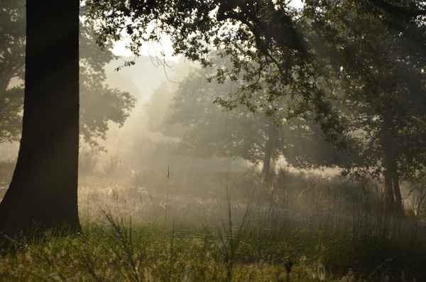 Herbst in der Wahner Heide