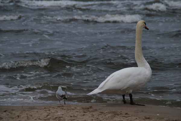 Ungewöhnliche Partner