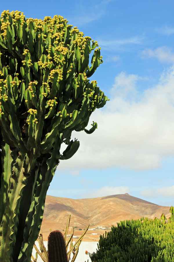 Antigua 1