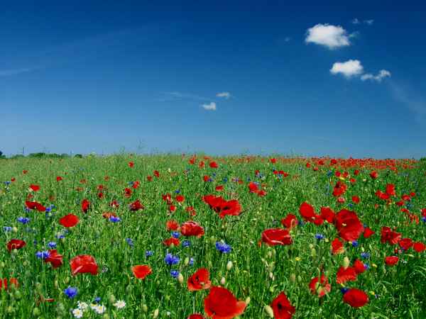 Sommerwiese