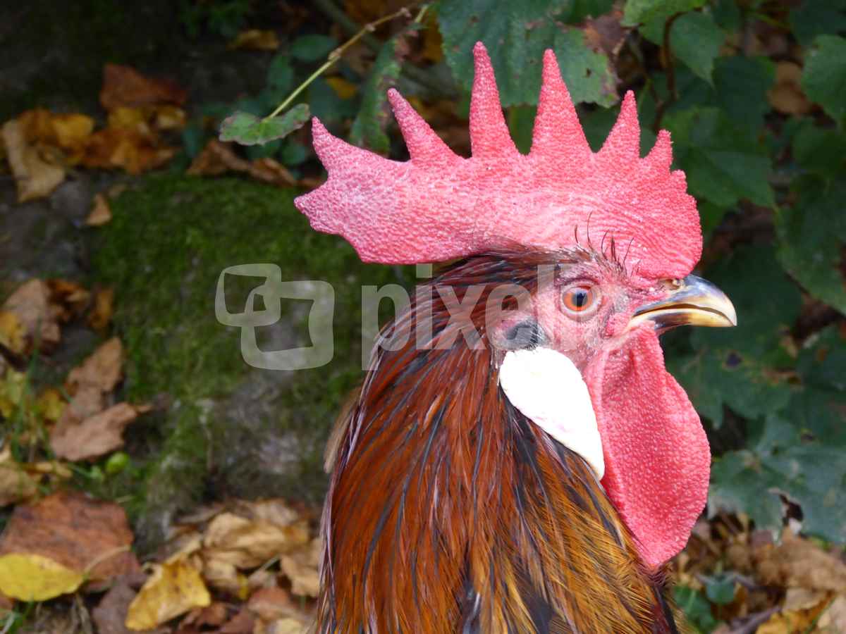Der Schönste im ganzen Land
