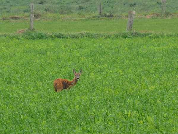 allein auf weiter flur