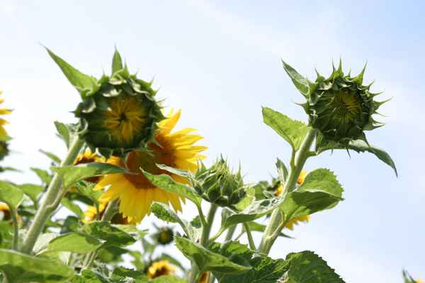 Sonnenblumen
