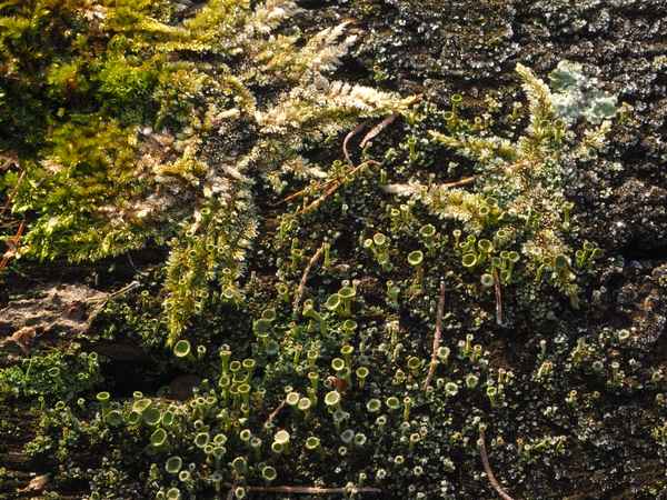 mikrokosmos auf der gartenbank