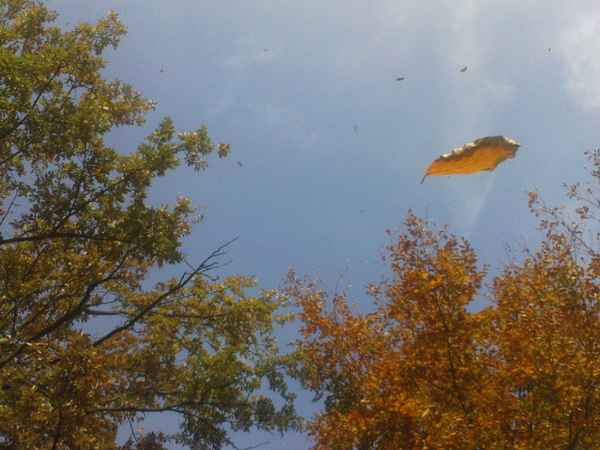Wie ein Blatt im Wind