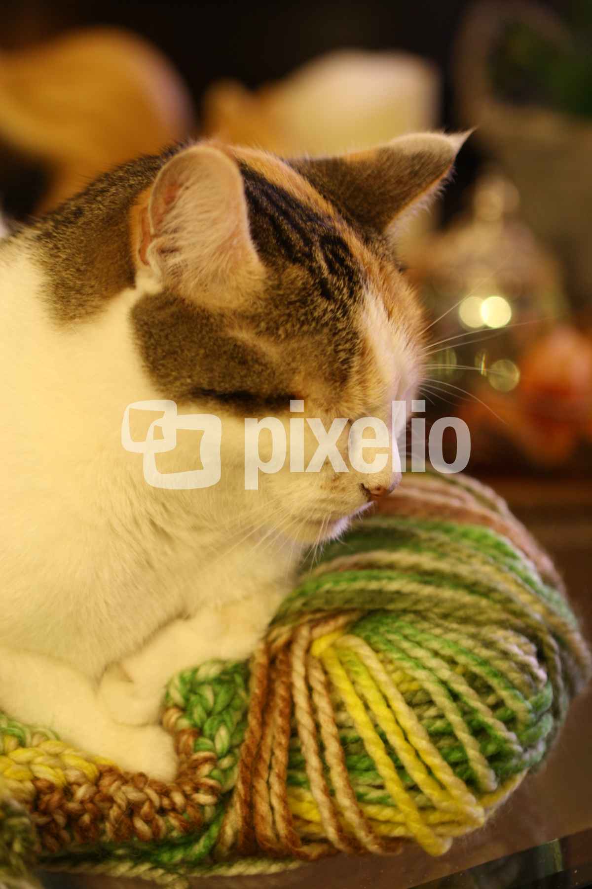 Katze kuschelt auf der Wolle