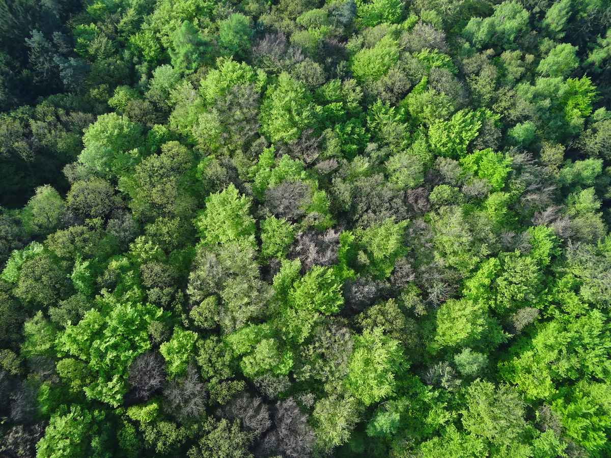 Der Wald von oben