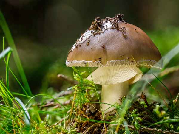 Eröffnung der Pilzsaison