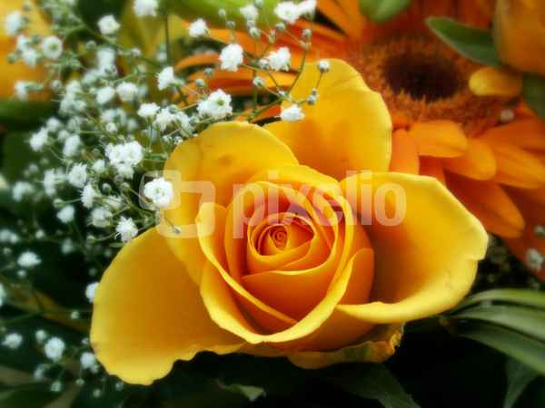 Rose