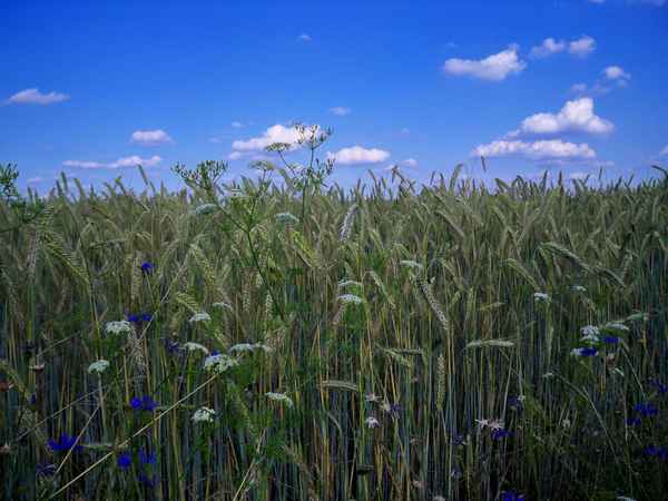 Kornblumenblau