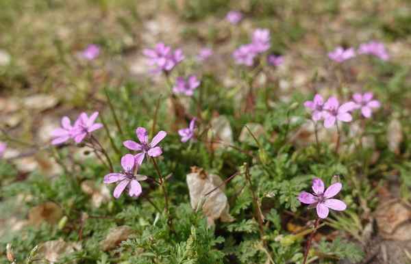 Gewöhnliche Reiherschnabel