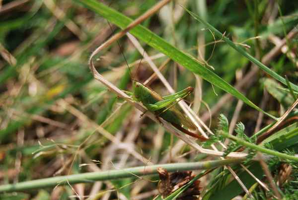 Grashüpfer will springen