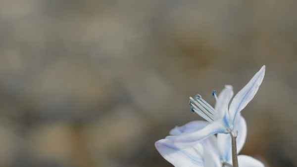 Weisse Blüte