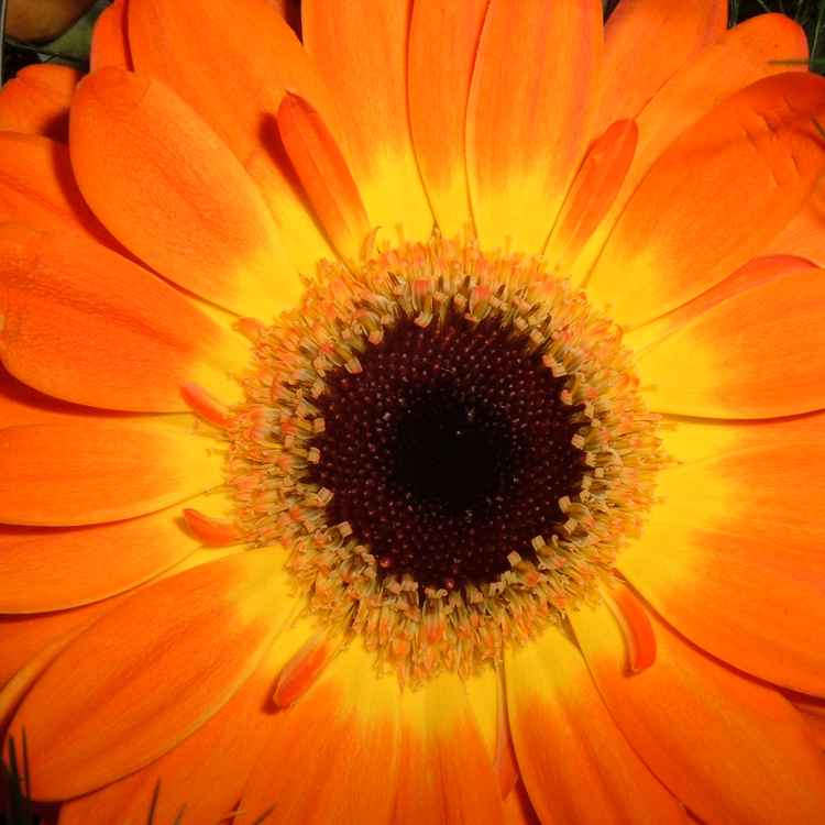 Gerbera