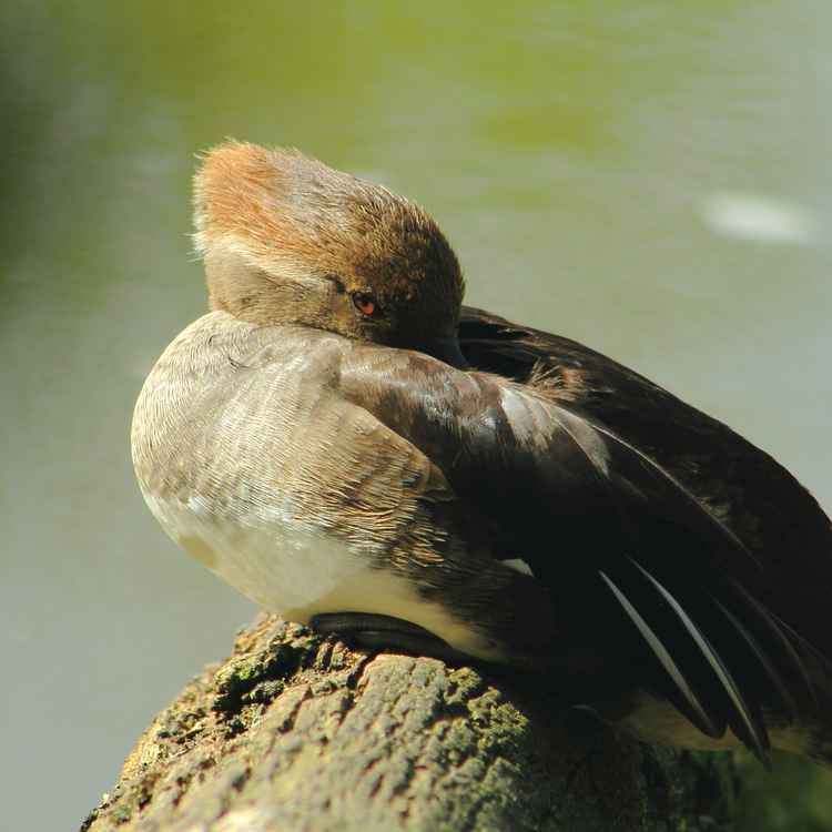 Siesta