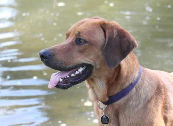 Rhodesian Ridgeback Mix