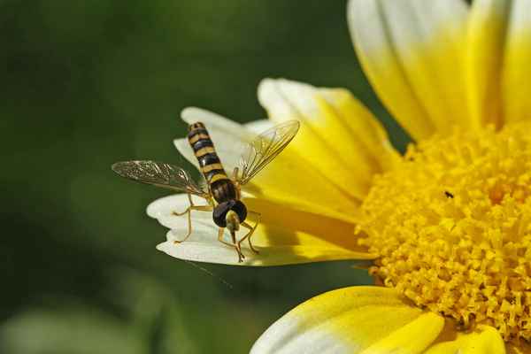 Schwebfliege