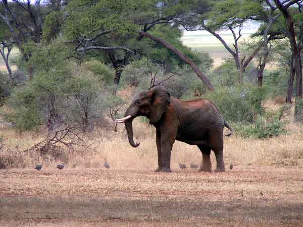 Der junge Elefant wartet auf Verstärkung (Bild 3)