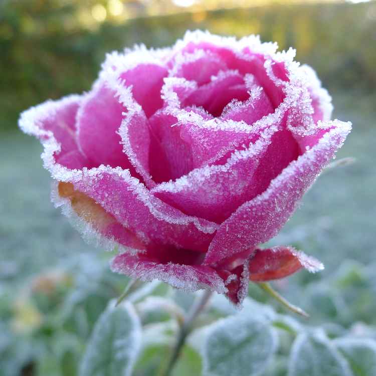 Gertrude Jeckyll im Reifrock