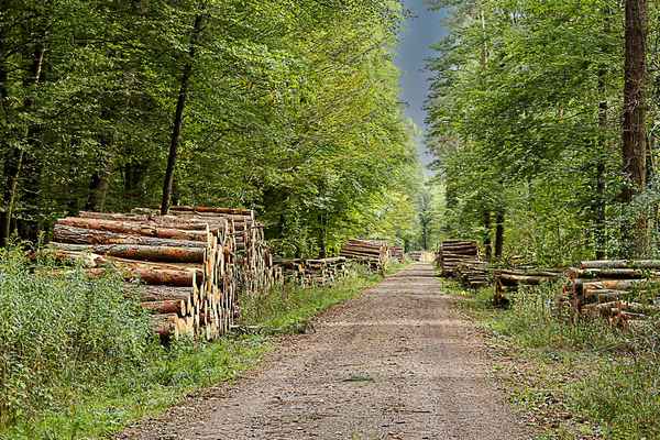 Der Holzweg