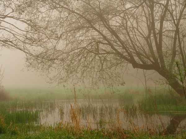 morgens im nebel unterwegs 5
