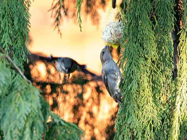 Der Hals wird lang  und länger ...