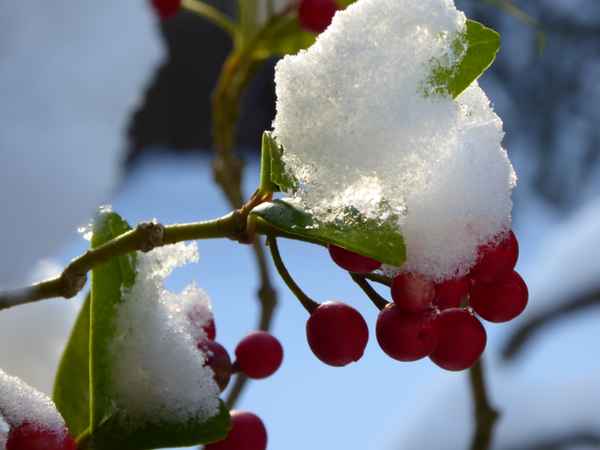 Winter im Garten