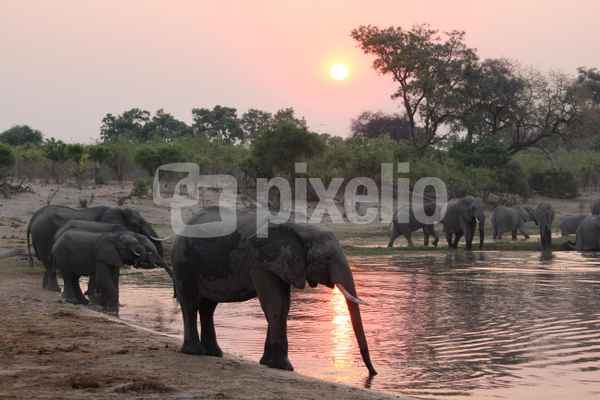 Botswana - Elefanten