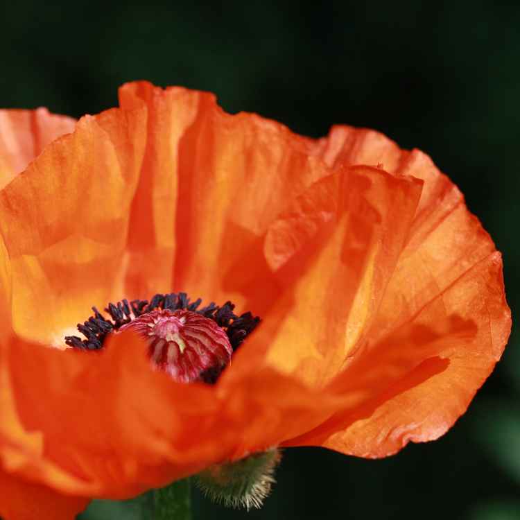 Papaver orientale