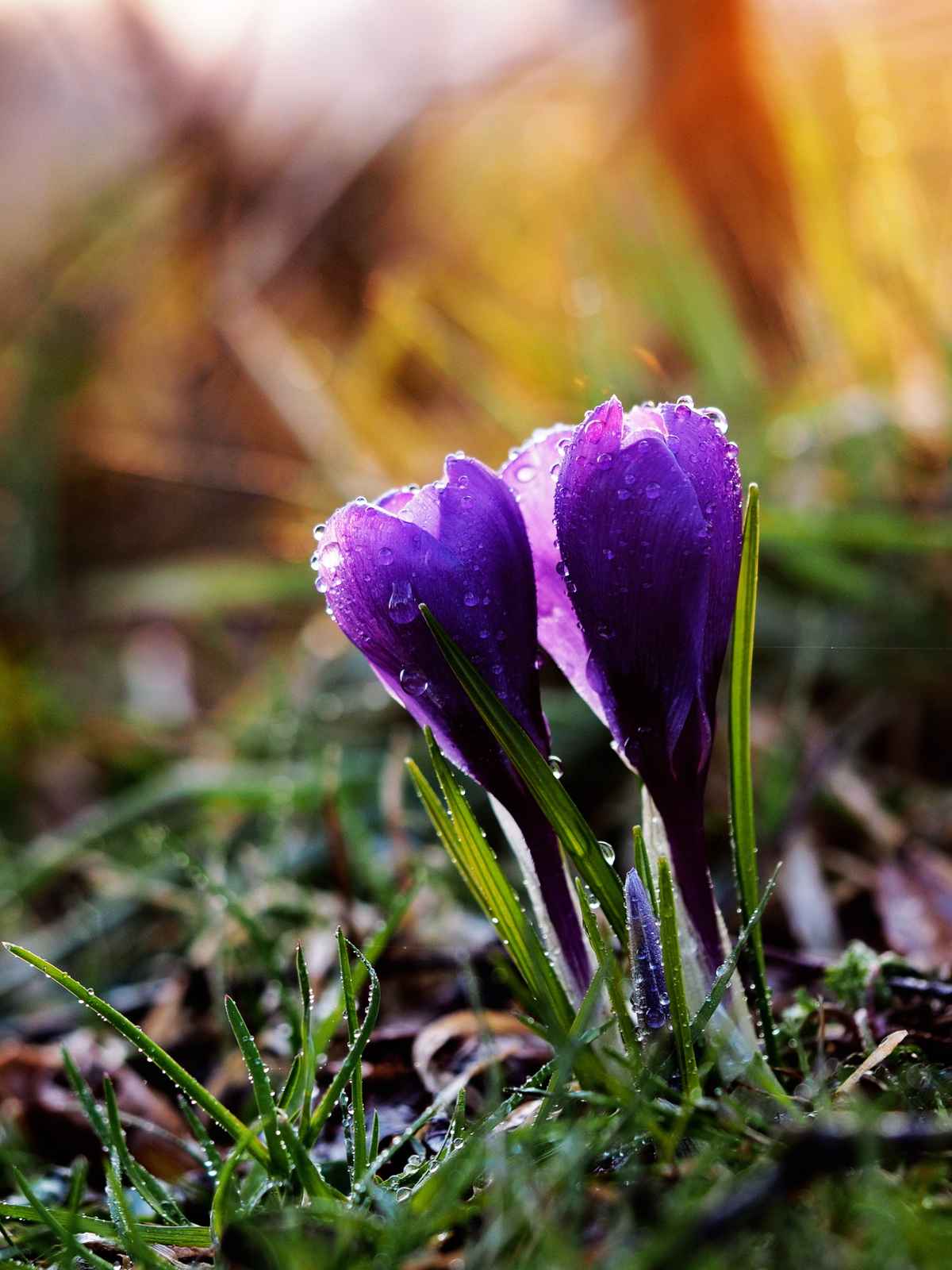 die blauen 2