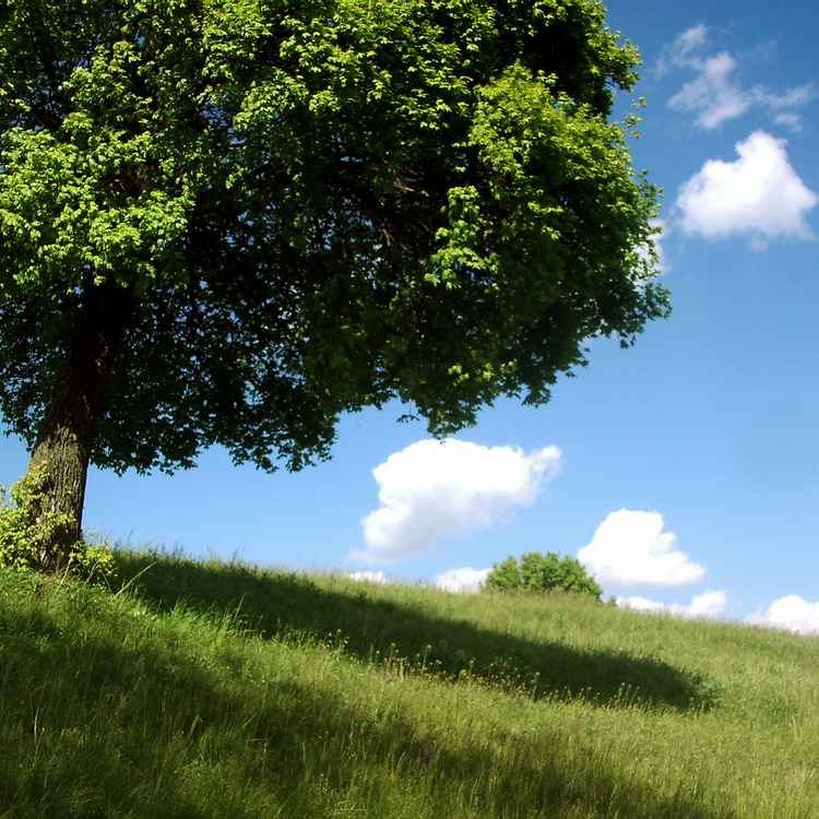 Kugelbaum