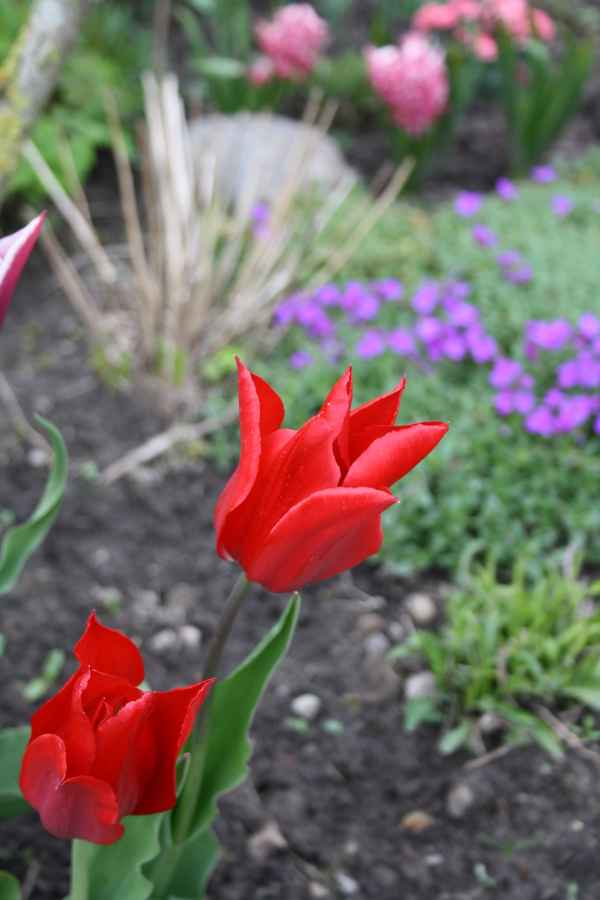 Zwei rote Tulpen