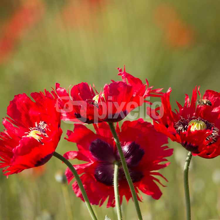Mohnblumen