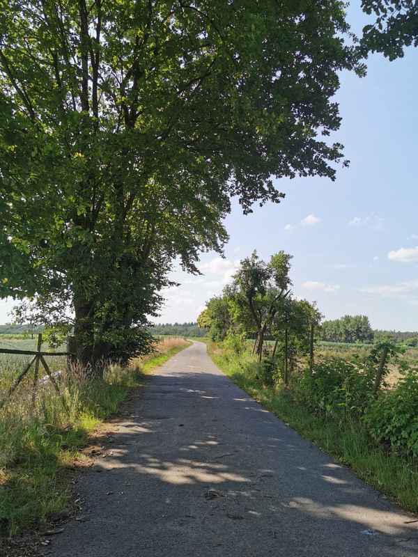 Feldweg im Sommer