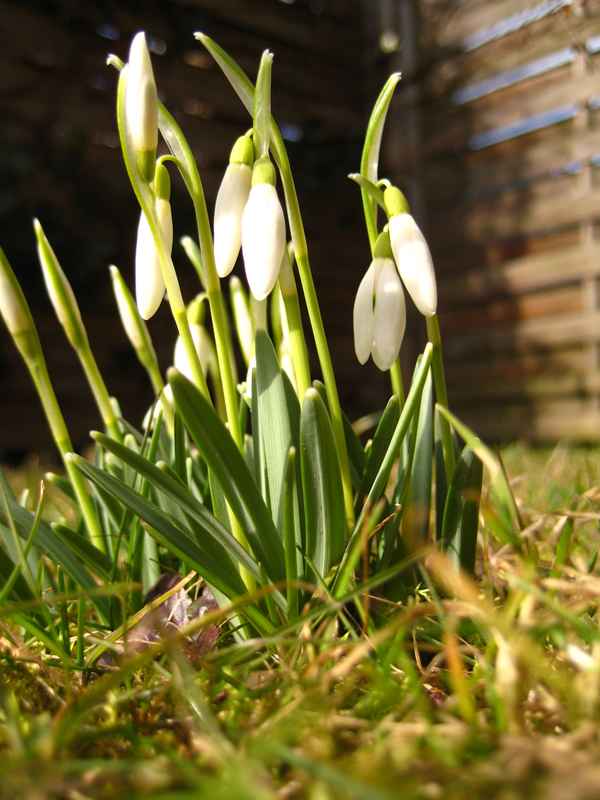 Frühlingsbote (1)