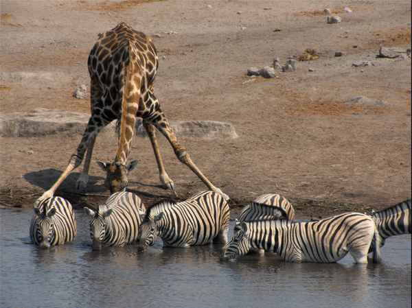 Namibia - Wasserloch im Etosha NP