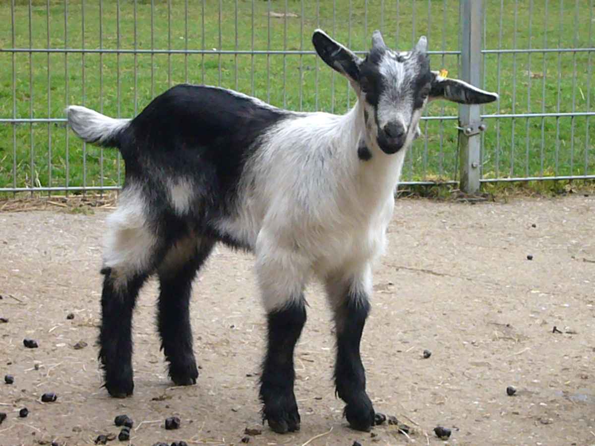 Tierpark Kleve - Zicklein
