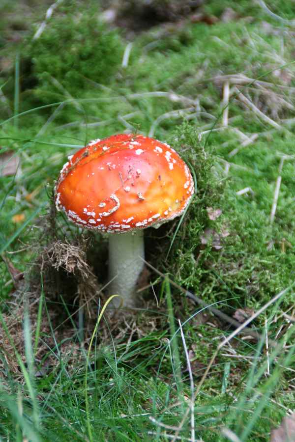Fliegenpilz