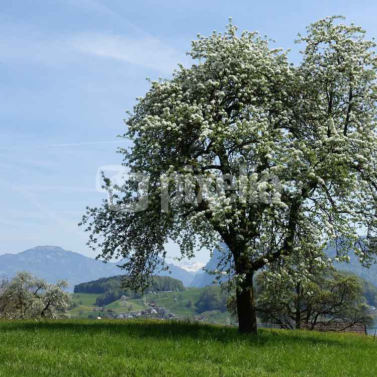 Blühender Birnbaum