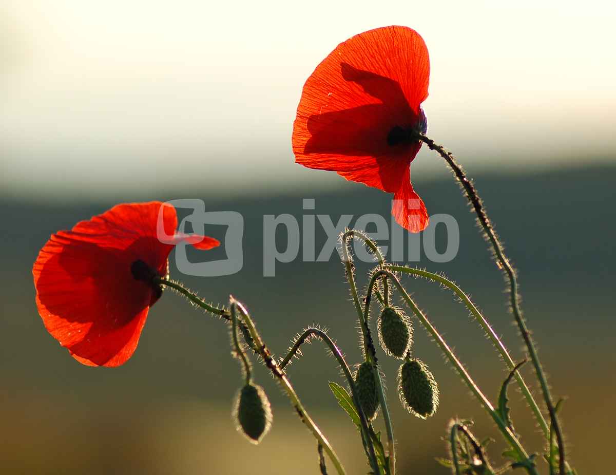 Roter Mohn