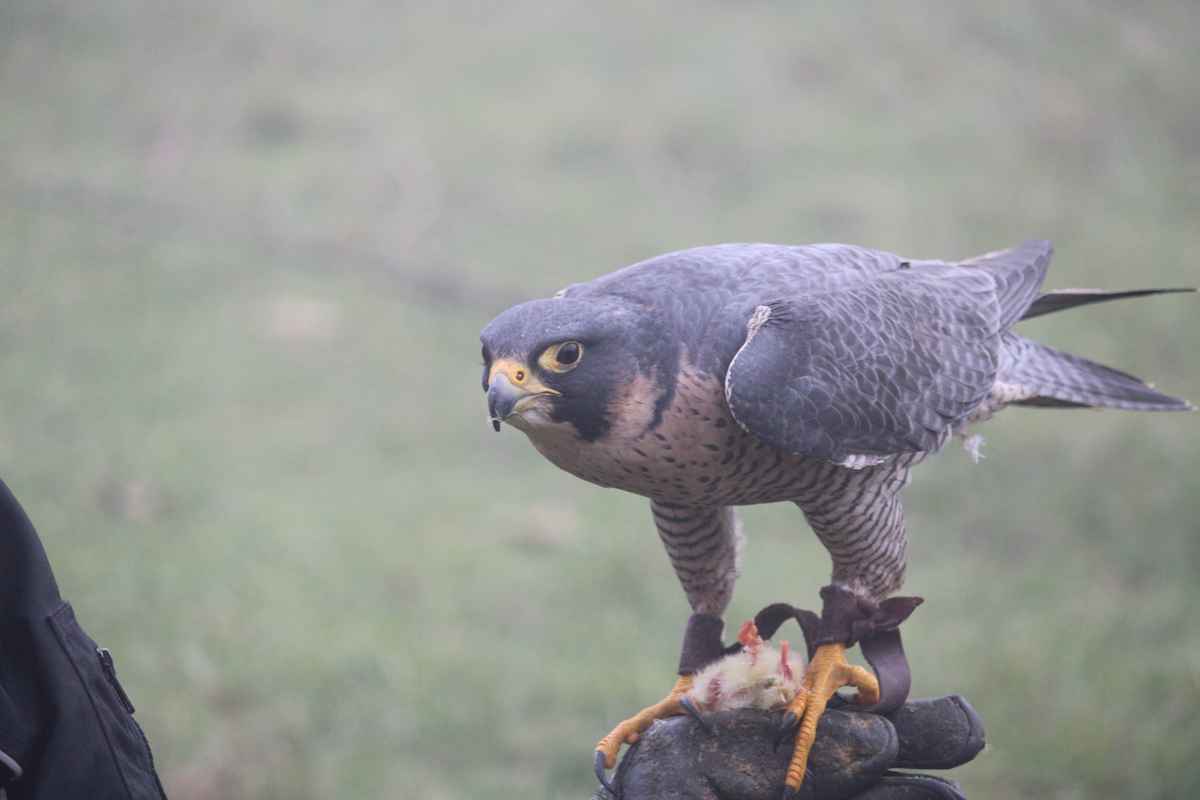 Falke