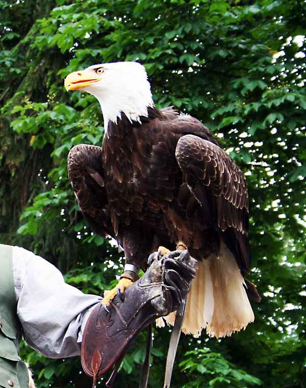 Weisskopfseeadler von Schloss Tambach