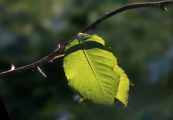 Blatt 2