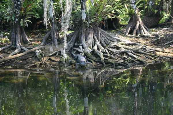 Alligator in den Everglades