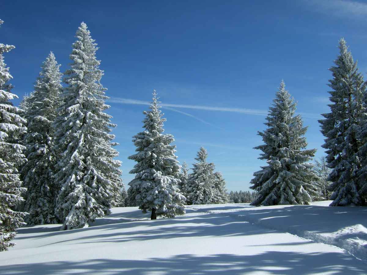 Verschneite Tannen unter blauem Himmel_3