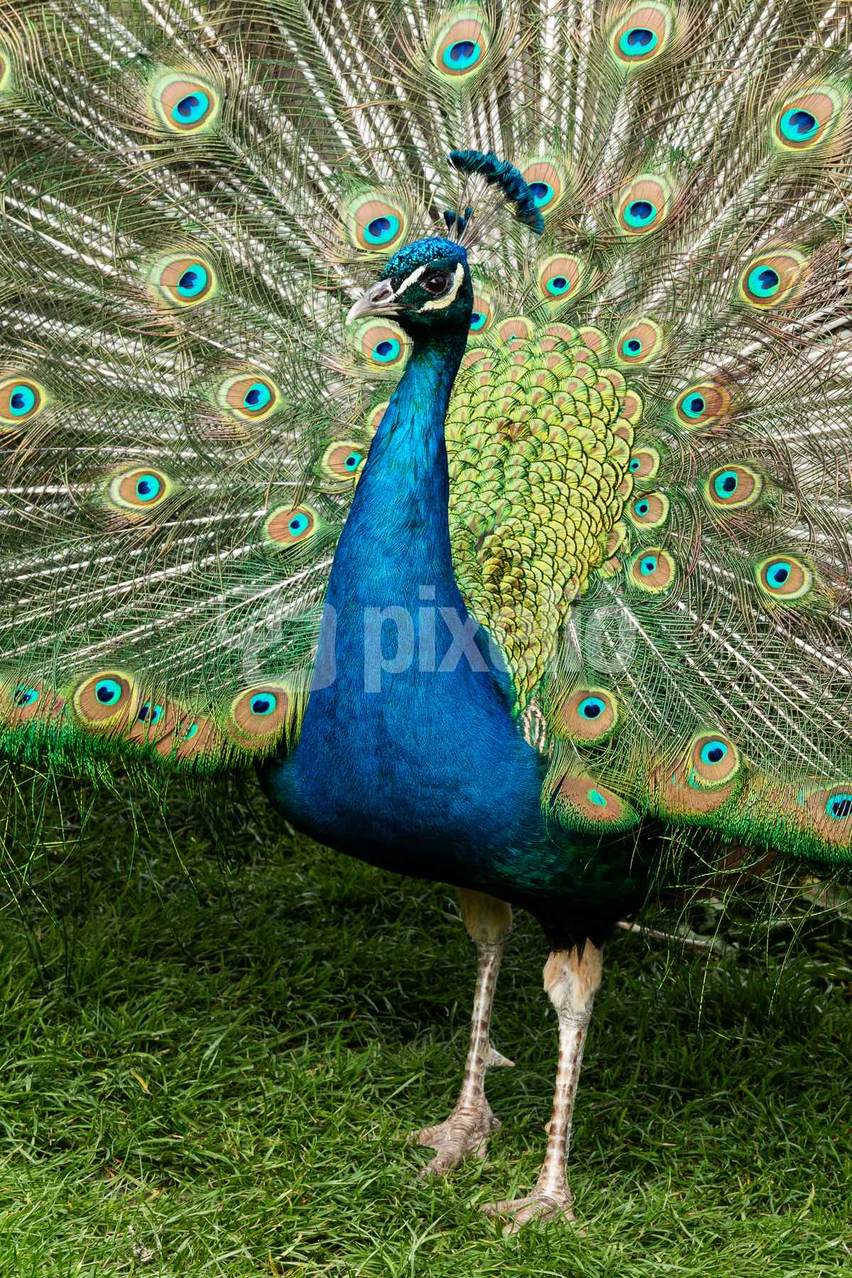 blauer Pfauhahn