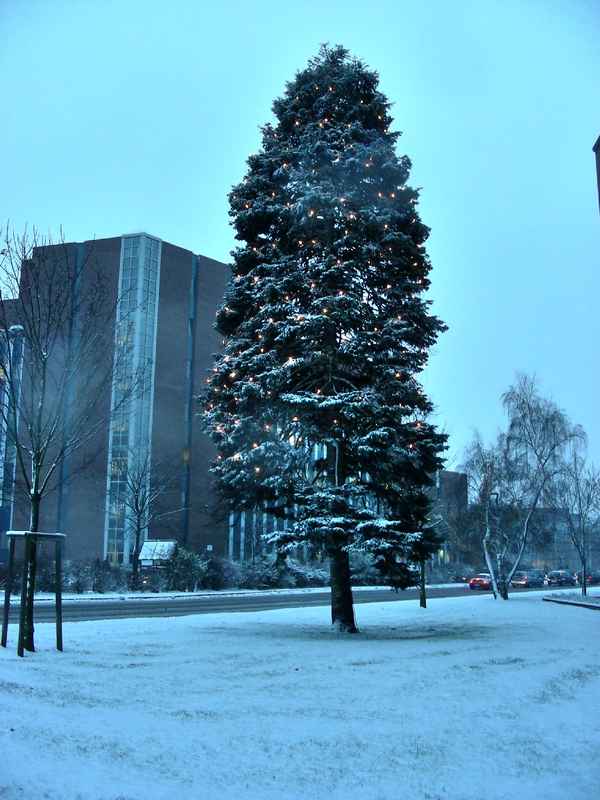 Weihnachtsbaum in Erlangen