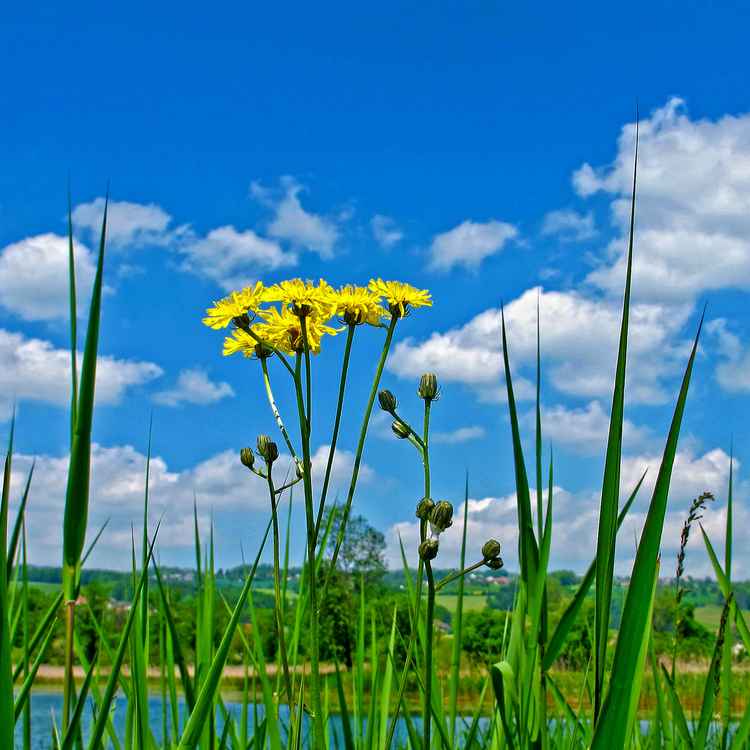Wann wird es endlich wieder Sommer?