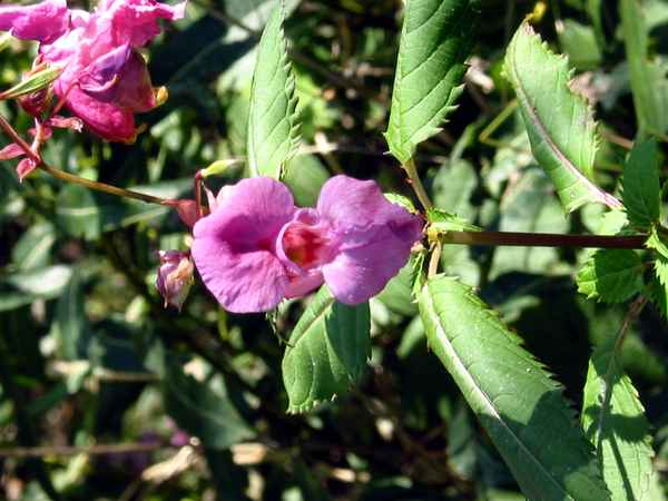 Lila Blüte