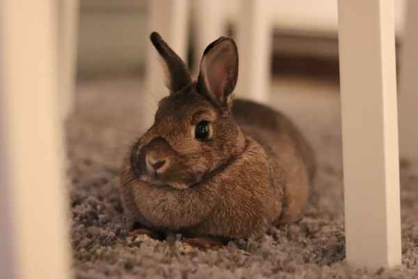 Kaninchen im Wohnzimmer
